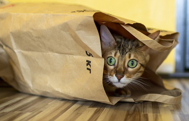 Bengali cat in paper bag