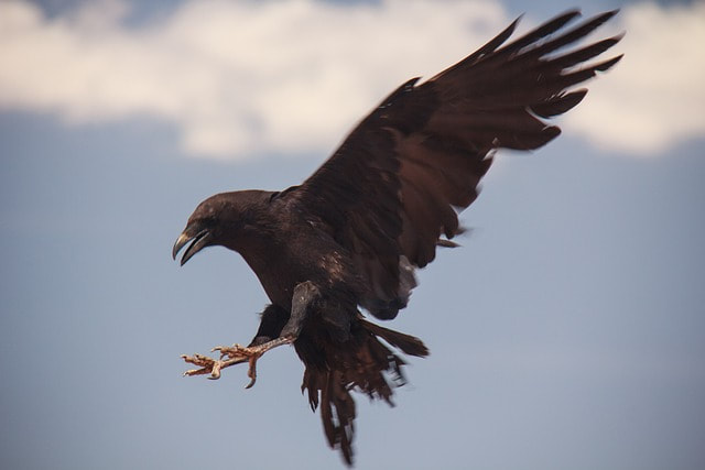 raven flying