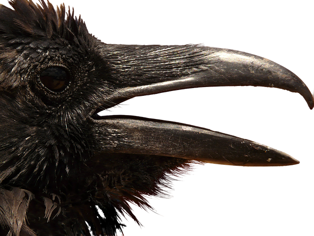 raven head and beak